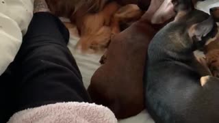 Eight dachshund dogs nap together under the duvet