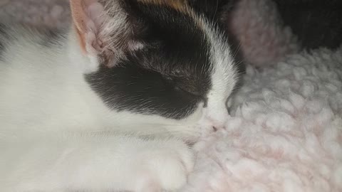 Kitten thinks blanket is its Mom