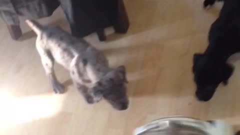 Chasing puppies with a vacuum