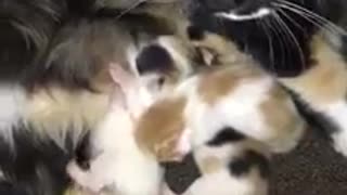 Six Adorable Cute Kittens Joined This World