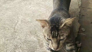 Cute Cat Stretching