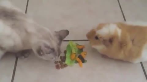 Guinea Pig and Cat eating together