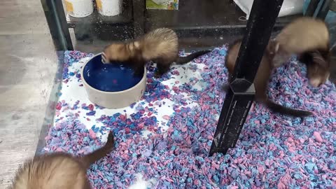 Excited Ferrets