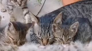 Daddy cat suckling mother with baby