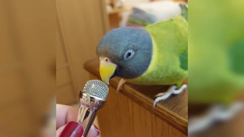Parrot talks adorable gibberish into a tiny microphone