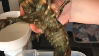 Fresh water lobster