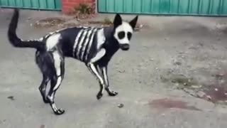 Skeleton Dog Shows Off An Awesome Halloween Costume