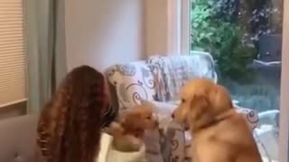 Golden retriever meets new puppy for the first time!