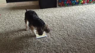 Gaming dog goes for high score on tablet game