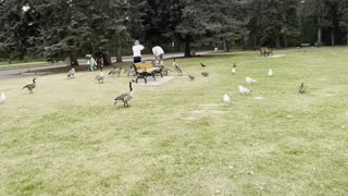 playing with birds