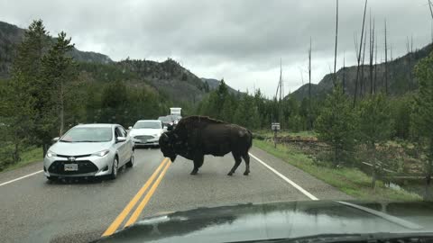 Massive bison completely stops traffic in Yellowstone