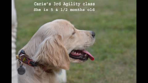 Cari's Agility Lesson
