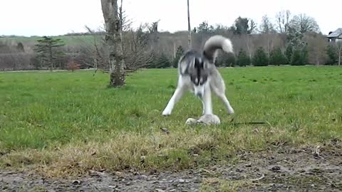 Husky and ferret enjoy the outdoors