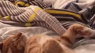 Ginger cat dreaming