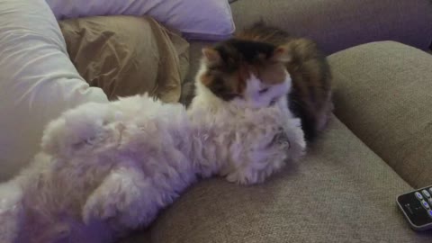 Cat gives dog best friend a much needed bath