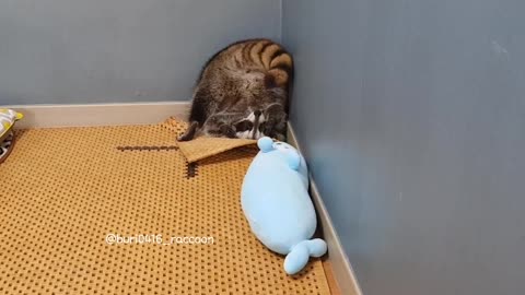 Raccoon removes the mat to sleep and lies upside down