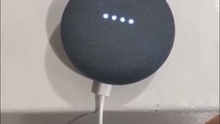 You Will Not Believe How Woke “Google home” Has Become