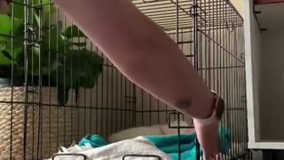 Woman shows how she wakes up her deaf puppy !