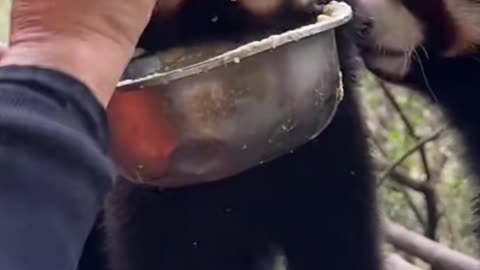 Cute raccoon eating his lunch😋😋😋😋