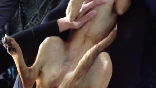 Puppy Grumbles When Belly Rubs End
