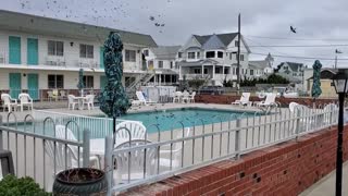 Swarm of Birds Have a Pool Party