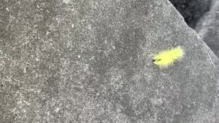 Caterpillar scooting along