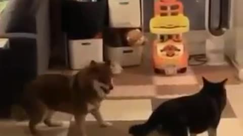 dogs dancing funny
