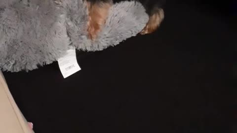 Yorkie Dog Goes Full Beast Mode on Innocent Bed While Mom Catches it on Camera