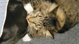 Cat plays with dog, Purdy and Nala