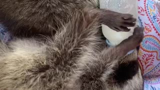 Baby Raccoons Hold Their Own Bottles