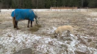 Greedy horse won’t share breakfast with hungry puppy