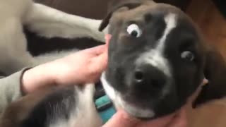 Playful Puppy Confused by Mom's Playing