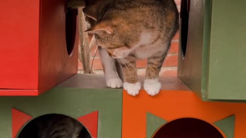 A Cat Between Boxes