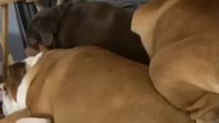 Bulldog Squishes Siblings