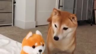 Shiba Inu gets frightened by talking Shiba Inu toy