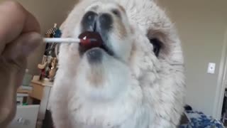 Adorable Alpaca Has a Sweet Tooth