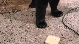 Lady Feeds Black Bear on Front Porch