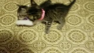 2 little kittens playing