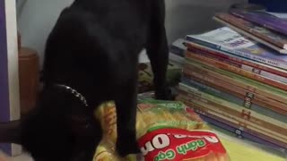 My cat was finished studying, hungry, eating on the study table