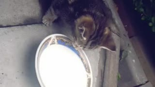 Asmr 😻😻my Cute tiger kitty playing with toy mouse
