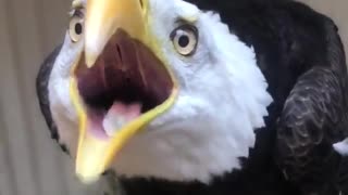 Bald Eagle Taking His Country Back