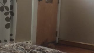 Dog Gets Mad at the Mail