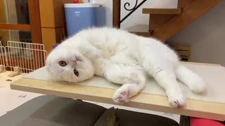 Incredibly cute kitty lies in a very funny position