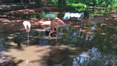 Feeding Flamingos