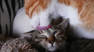 Mommy cat taking care of the puppy