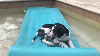 Great Dane Puppy Loves Playing On Pool Floatie Lilo