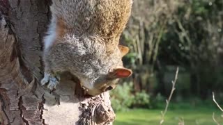 grey squirrel eating in outdoos