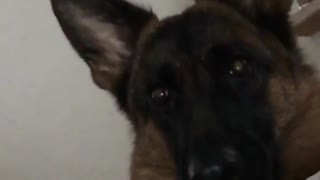 German Shepherd totally bewildered by sound of barking dogs