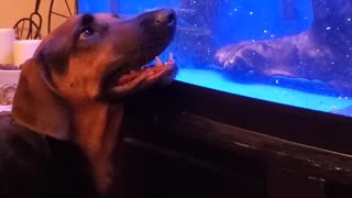 Boone the Dog and Biggie the Fish Playing Through the Glass