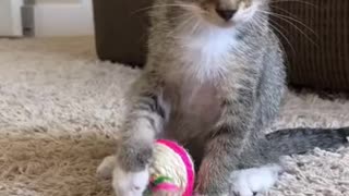 A cute baby cat playing